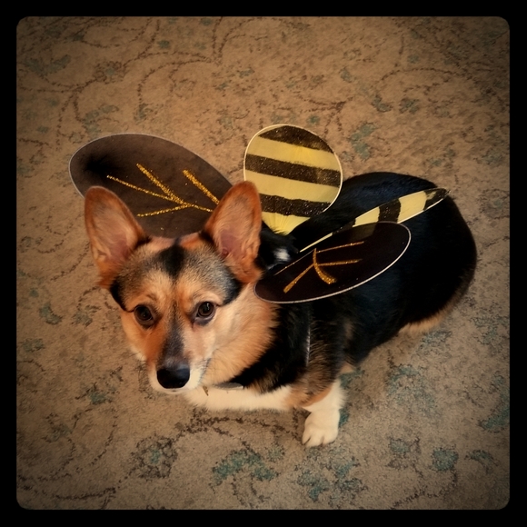 Meet your Posher, Karel - Picture 1 of 2